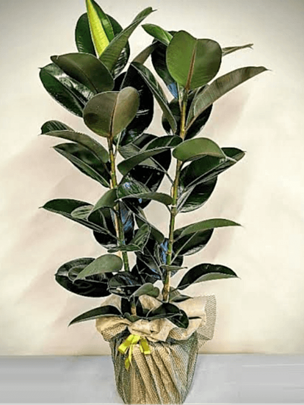 Gaziantep Çiçek Siparişi - 2 li Kauçuk Bitkisi