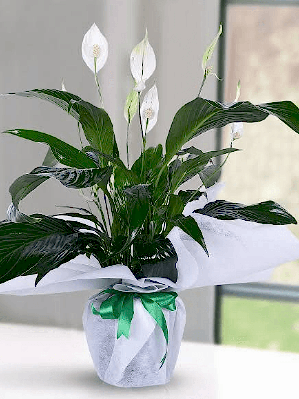  Gaziantep Çiçekler - Spat Barış Çiçeği Topraklı Bitki