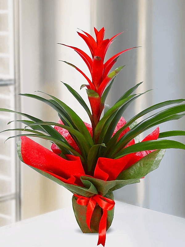 Gaziantep Çiçek Siparişi - Canlı Guzmanya Çiçeği