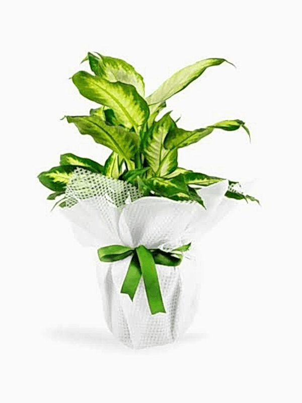  Gaziantep Çiçekçiler - Tropik Bitkisi Canlı Saksı Çiçeği 