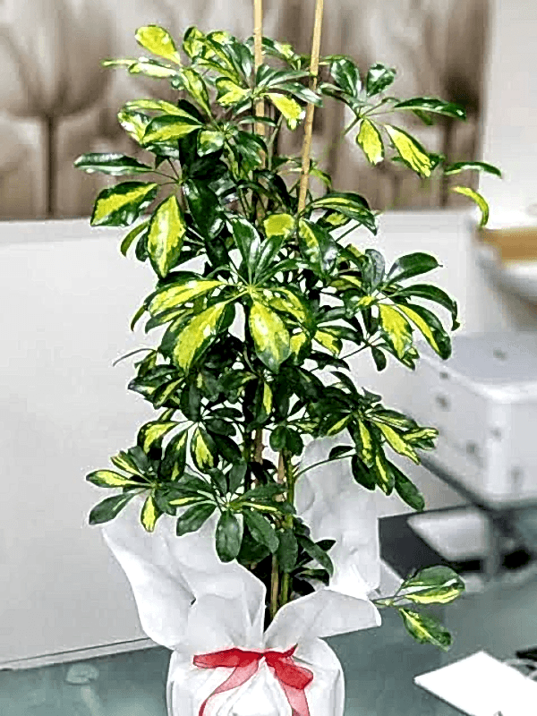  Gaziantep Çiçek Gönder - 2 Li Canlı  Şeflera Çiçeği 