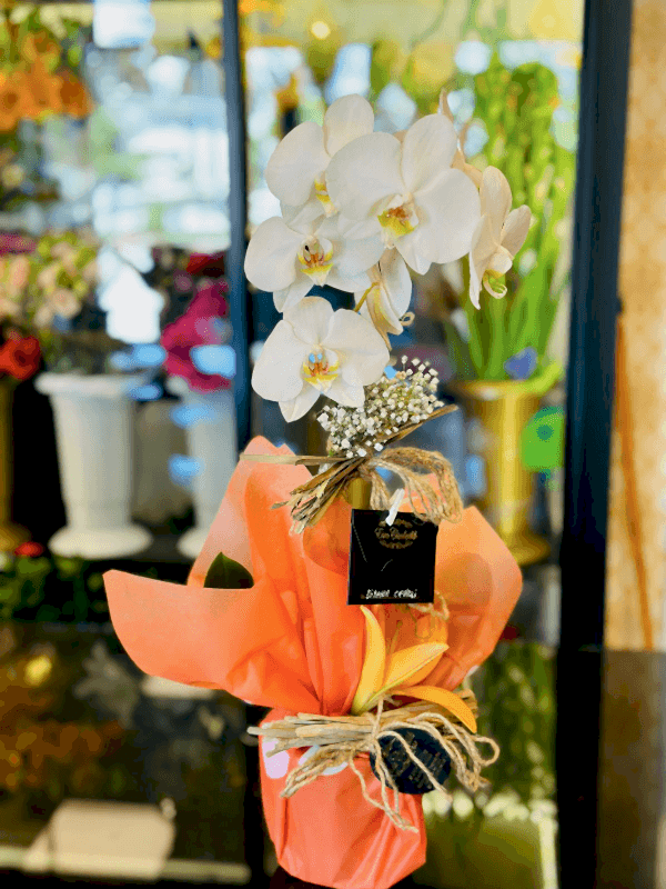  Gaziantep Çiçek Gönder - Tek Dal Canlı Beyaz Orkide