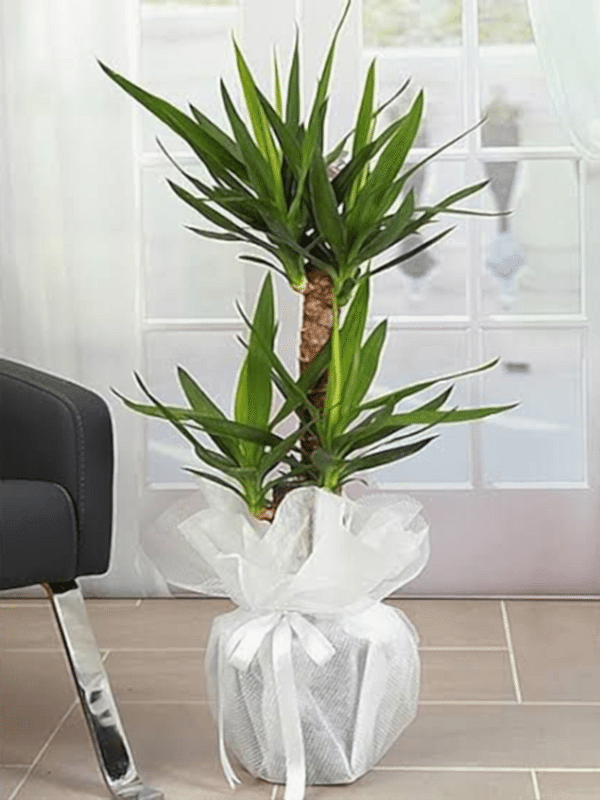  Gaziantep Çiçek Gönder - 2 li Canlı Yukka Çiçeği