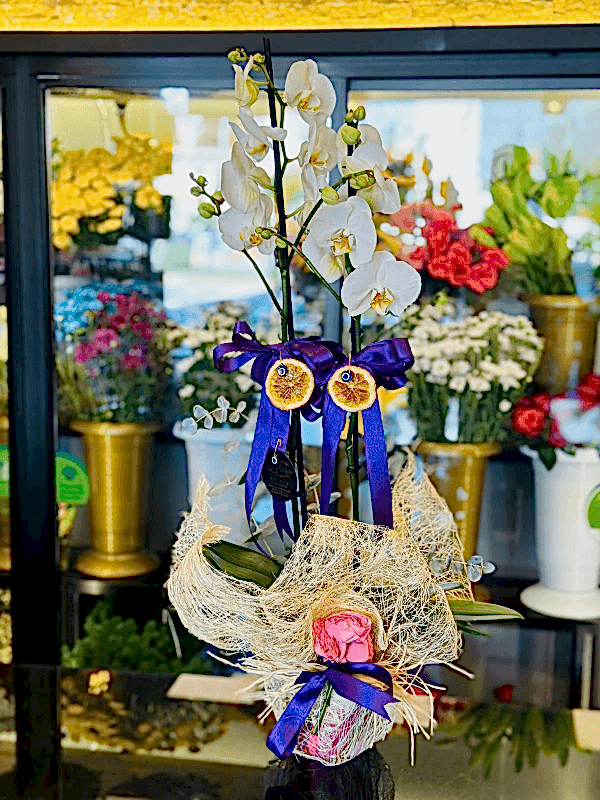  Gaziantep Çiçekçi - Çift Dal Beyaz İthal Orkide Canlı