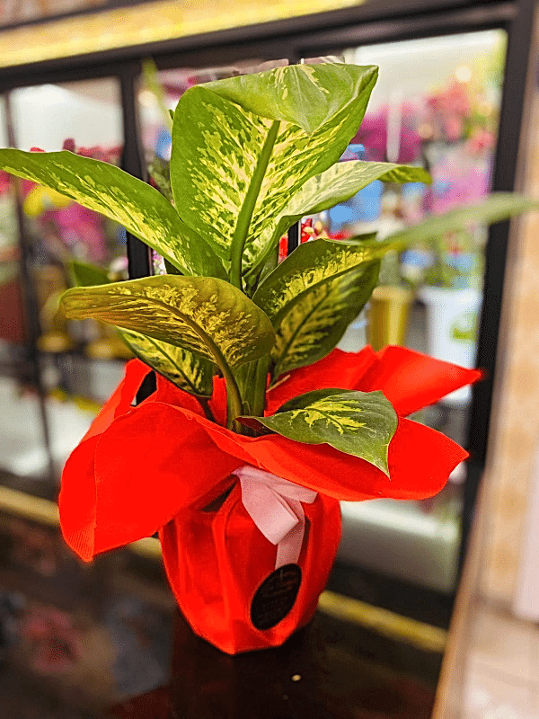  Gaziantep Çiçekler - Difenbahya Saksı Çiçeği 