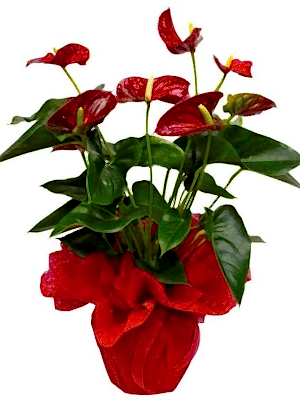  Gaziantep Çiçekler - Kırmızı Anthorium Bitkisi