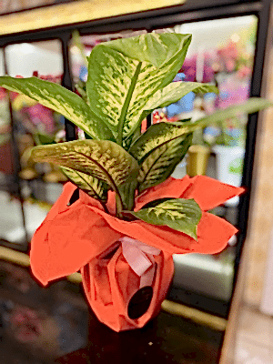  Gaziantep Çiçekler - Difenbahya Saksı Çiçeği 